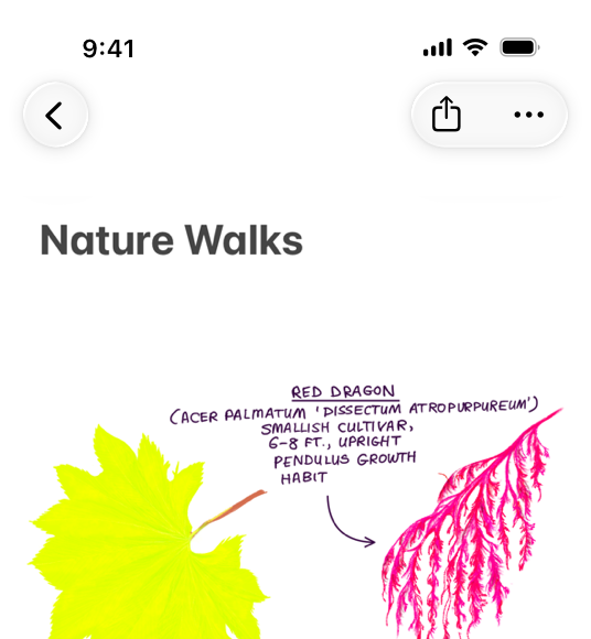 An illustration of a Notes document on iPhone. The document toolbar prominently features the Share button next to the More button.