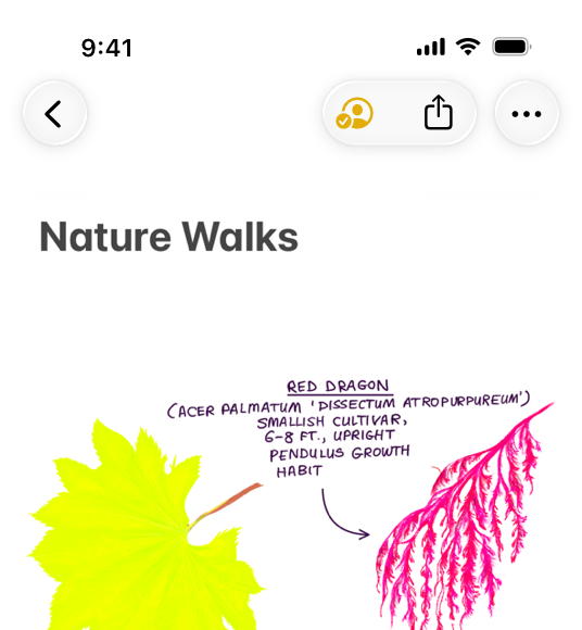 An illustration of a Notes document open on iPhone. The document toolbar prominently features the Collaboration button next to the Share button.