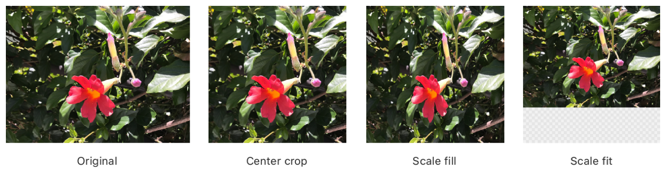 A photo of a flower cropped and scaled according to Vision image options