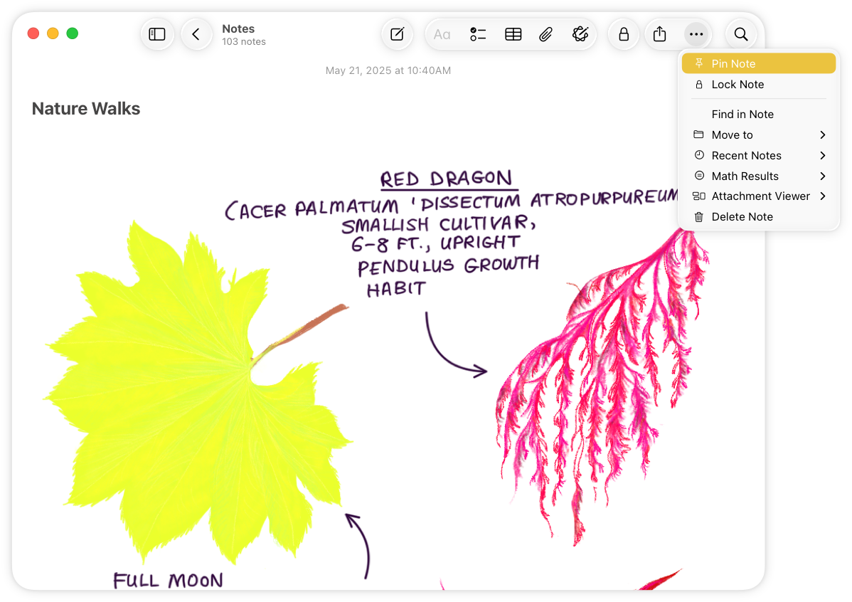 A screenshot of the Notes app on Mac, with the window wide enough for the toolbar to include all of the available toolbar items. A More menu button appears on the trailing side of the toolbar, with the menu open beneath it.