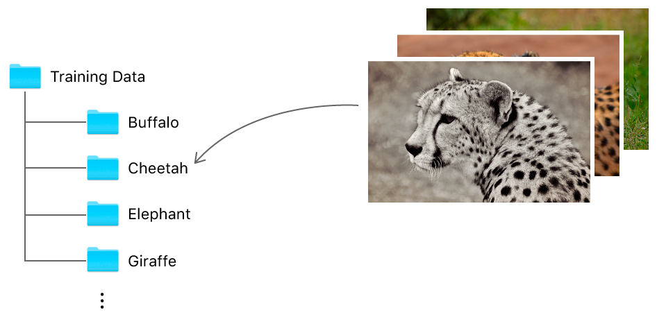 Diagram showing a folder called Training Data with subfolders that are named using the label corresponding to the class of images they contain. For example, all the cheetah images go into a subfolder called "Cheetah".