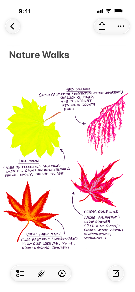 A screenshot of the Notes app on iPhone, open to a Notes document titled Nature Walks. The top toolbar includes a More button on the trailing edge.