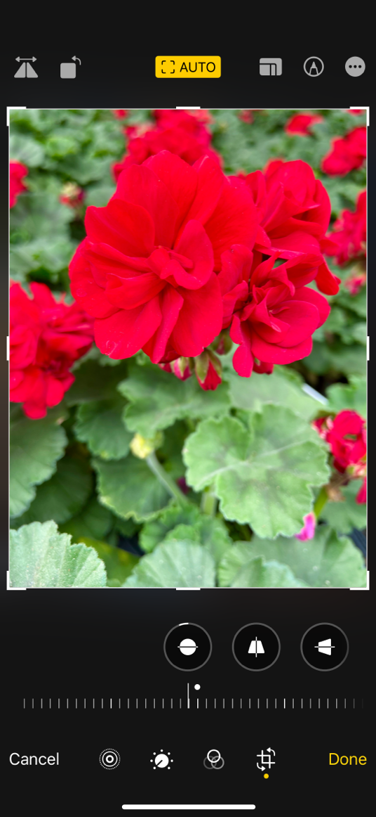 A screenshot of the Camera app on iPhone showing a photo of a flower in editing mode. The crop and straighten function is selected, revealing grab bars on all edges of the photo. The tilt wheel button below the photo shows that someone chose a small tilt in the positive direction.