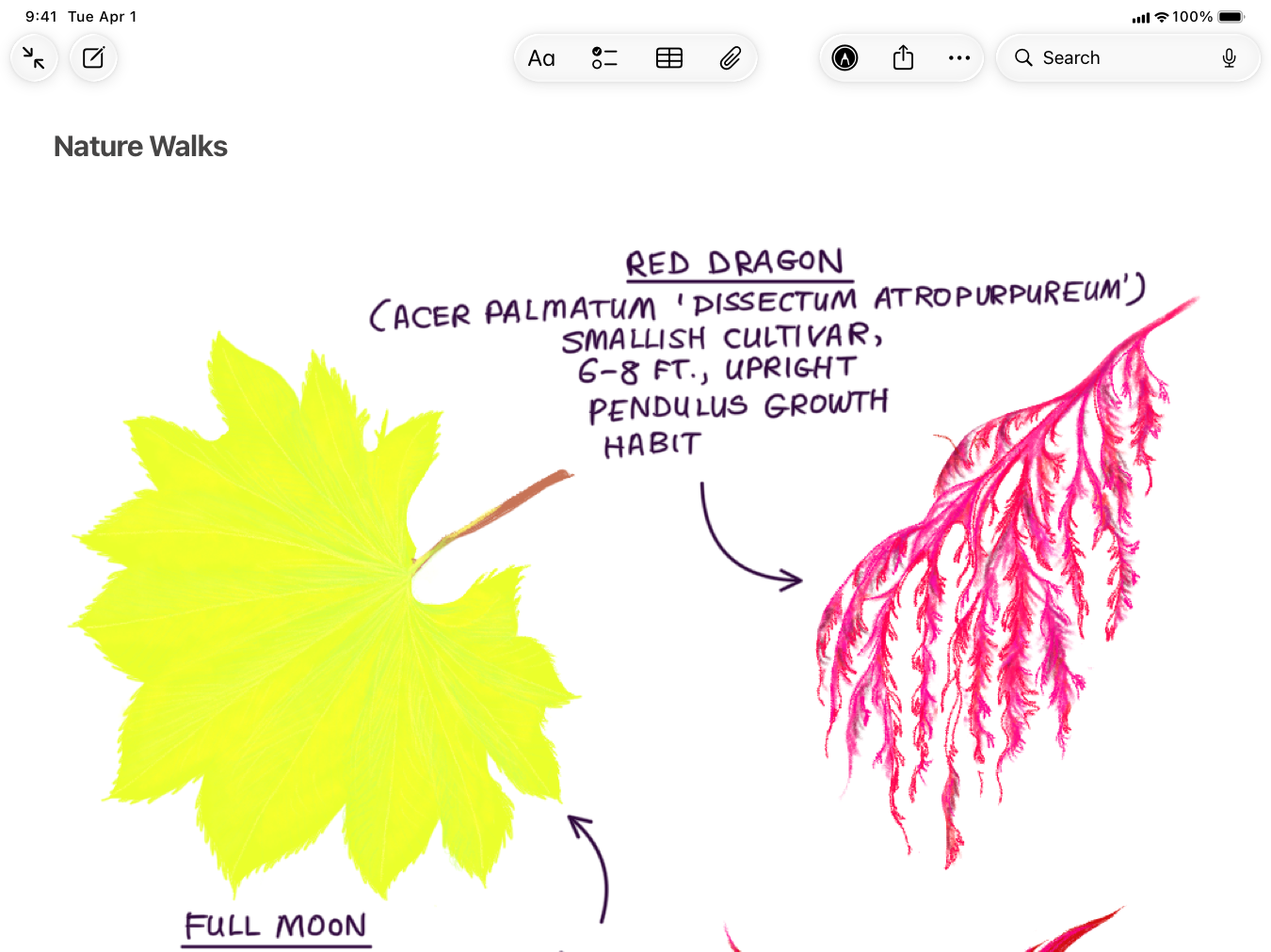 A screenshot of the Notes app in full screen on iPad, with an open document titled Nature Walks. The app interface fills the entire screen, with no visible border to the window.