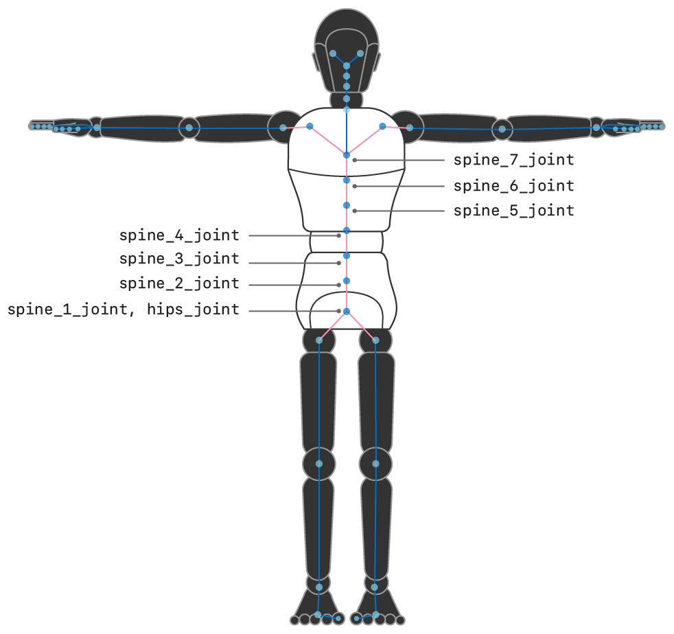 Illustration showing a humanoid figure with the names of the joints and relationships for the torso.