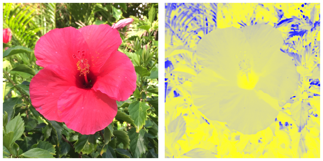 Two photographs showing a flower. The image on the left shows the original version of the flower. The image on the right shows the false color version of the flower.