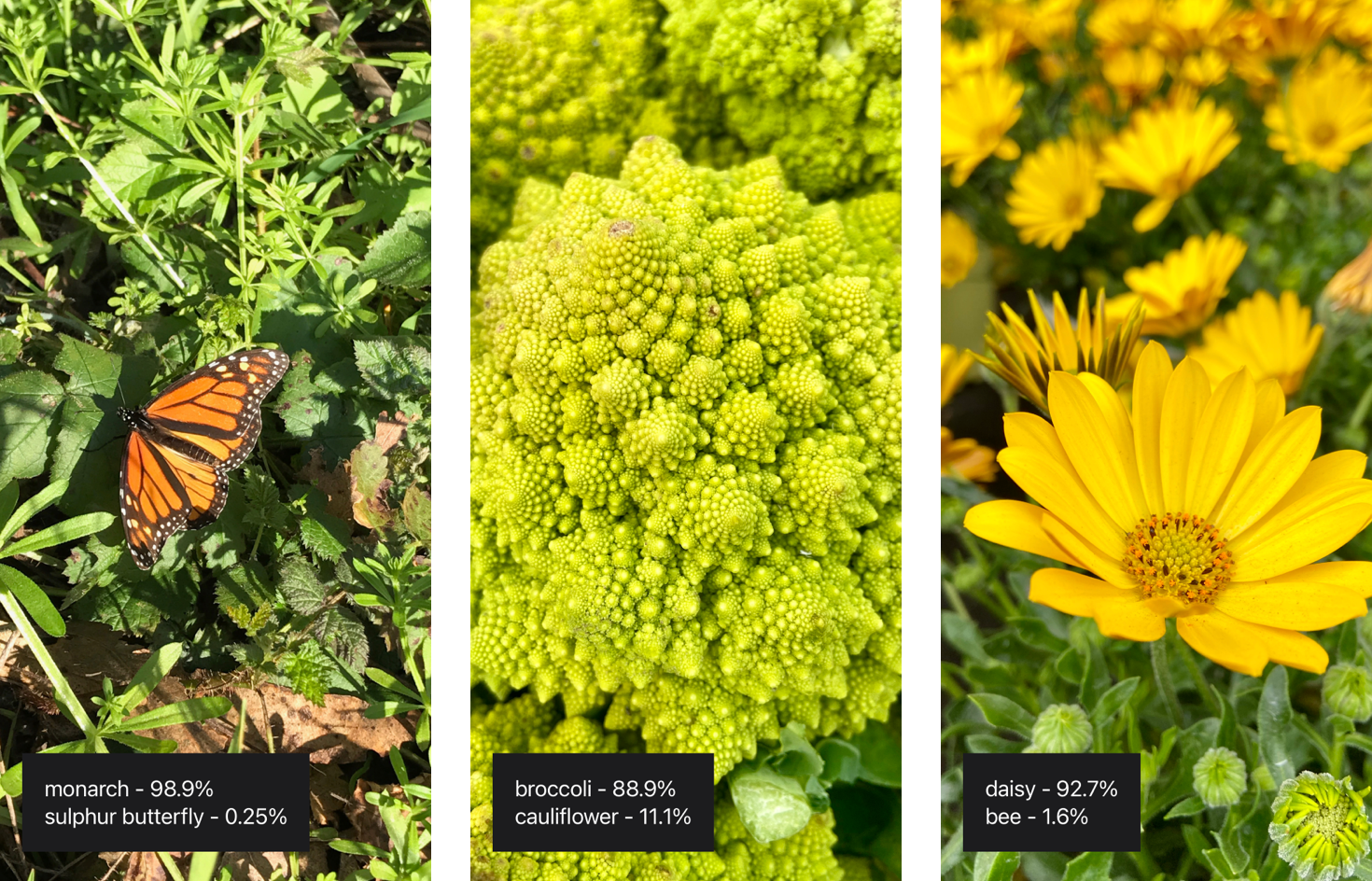 Image Classification Apps Classifying Images with Vision and Core ML | Apple Developer Documentation